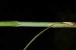 Oklahoma sedge